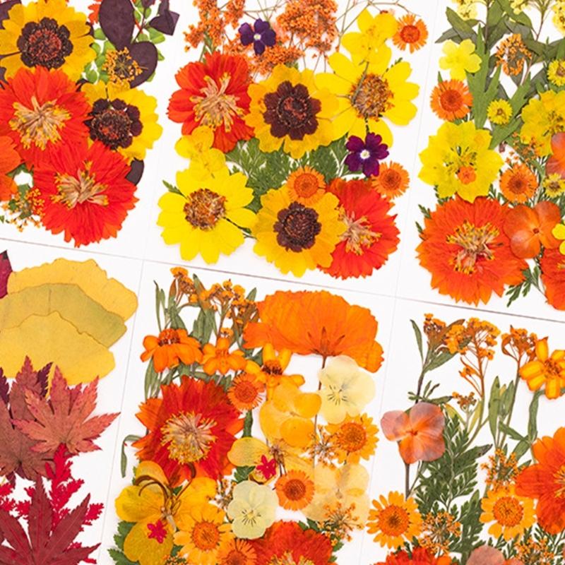 Natural Pressed Dried Flower F - Resin Craft Ideas 评论和价格