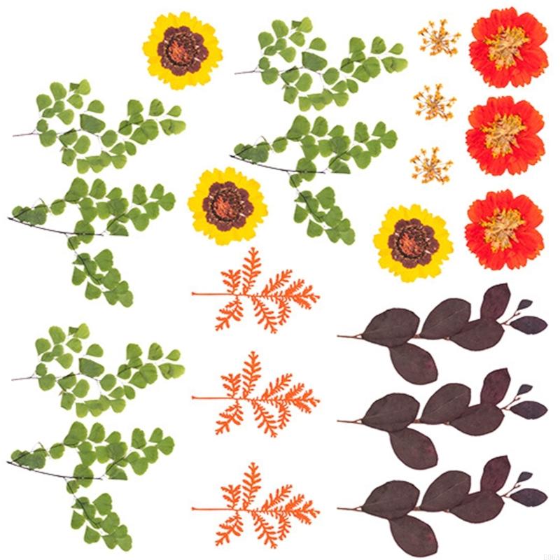 Natural Pressed Dried Flower F - Resin Craft Ideas 评论和价格